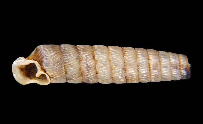 Представитель Семейства Megaspiridae